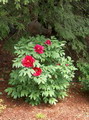 Tree Peony